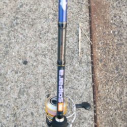 連休2日目のタチウオ