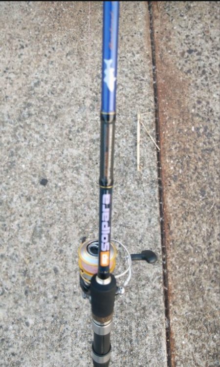 連休2日目のタチウオ