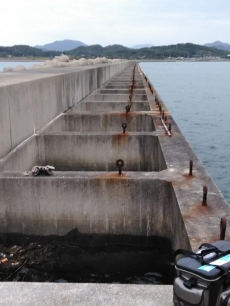 アジ・グレ・チヌ・チャリコ・・・