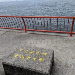 石鯛グレなどかサビキで釣れました。