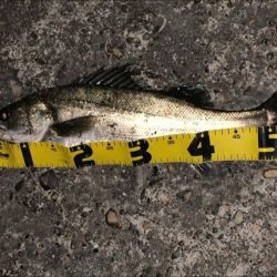 テクトロ万歳！