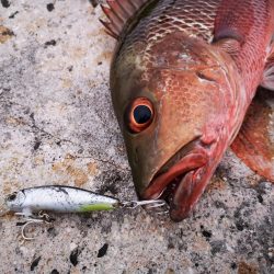 台風明け、やっと風が収まりました