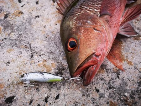 台風明け、やっと風が収まりました
