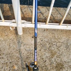 今年はタチウオ遅い