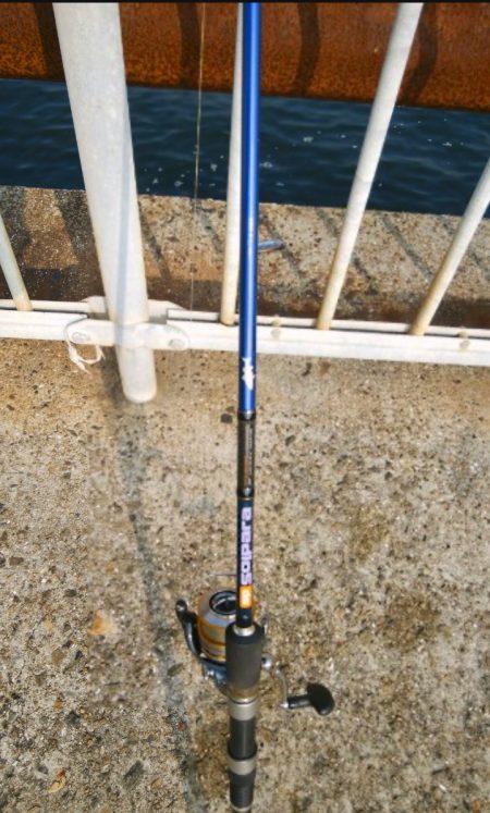 今年はタチウオ遅い