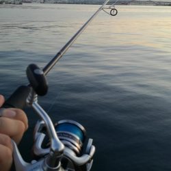 指4本半！量型タチウオGET！