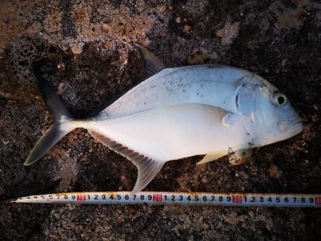 シンペンでロウニンアジ