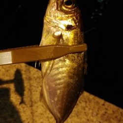 アジングで良型ゲット