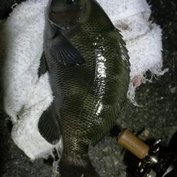 南港ヘチ釣行 (9/28 久々の南港ヘチ釣り 真チヌ44cm、キビレ、メジナ 釣果有り)