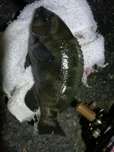 南港ヘチ釣行 (9/28 久々の南港ヘチ釣り 真チヌ44cm、キビレ、メジナ 釣果有り)