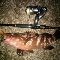 朝マズメキジハタ+イカ狙いで3目