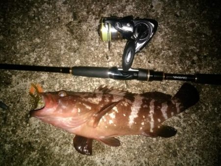 朝マズメキジハタ+イカ狙いで3目