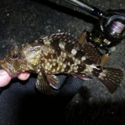 南港ヘチ釣行 (9/29 南港ヘチ釣り 真チヌ、ガシラ、メジナ 釣果有り)