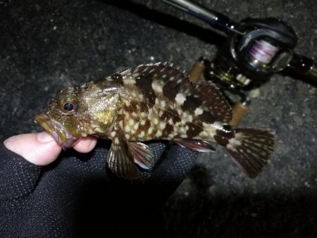 南港ヘチ釣行 (9/29 南港ヘチ釣り 真チヌ、ガシラ、メジナ 釣果有り)