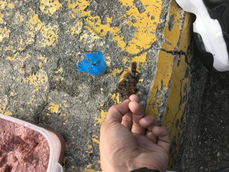 休日をゆっくりサビキで癒されたかった。笑