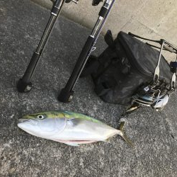 初場所でミノー!62cmハマチ?メジロ!?