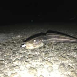 夜アジング、朝ショアジギング釣果！