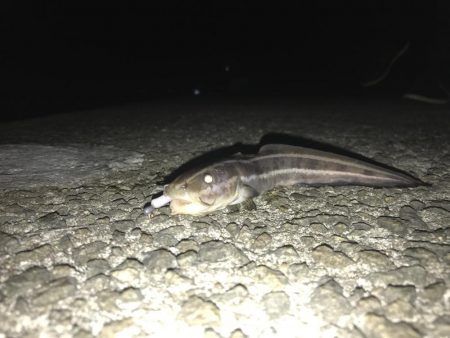 夜アジング、朝ショアジギング釣果！