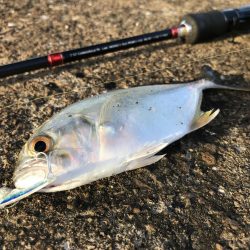 定番のメッキポイントその2