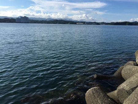 コアジ大漁80匹