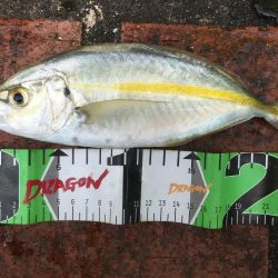 シマアジ32匹、カワハギ1匹