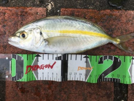 シマアジ32匹、カワハギ1匹