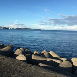 コアジ66匹 メッキ