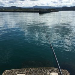 コアジ53匹、メッキ1匹