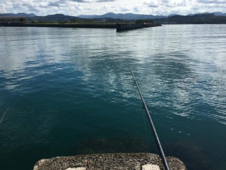 コアジ53匹、メッキ1匹