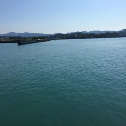 コアジ大漁80匹