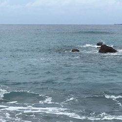 日置大浜にシマアジはいない