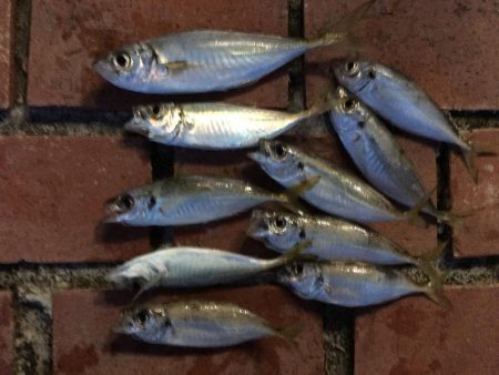 コトヒキ、コアジ