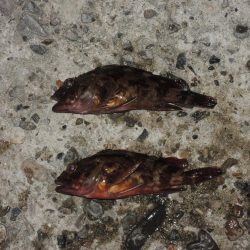 残暑の中のエビ撒き釣り