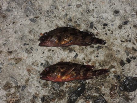 残暑の中のエビ撒き釣り