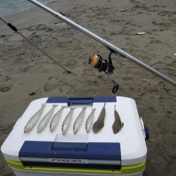 初秋のキス釣り 数は釣れず