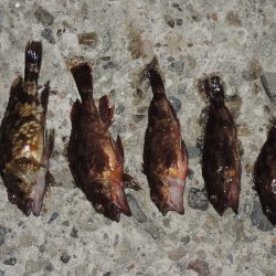 初秋のエビ撒き釣り