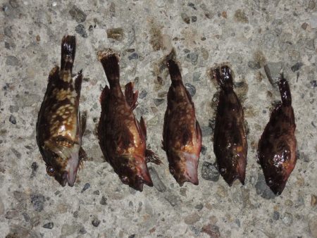 初秋のエビ撒き釣り