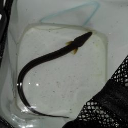 これが噂の毒魚か