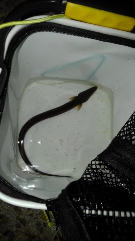 これが噂の毒魚か