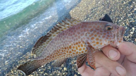 トップガイドのリングが割れた(泣)