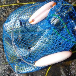 釣れすぎ注意報