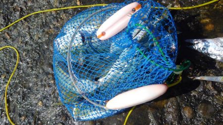 釣れすぎ注意報