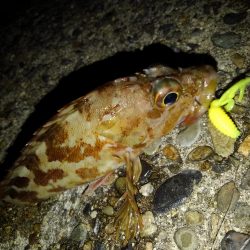 ロックフィッシュ