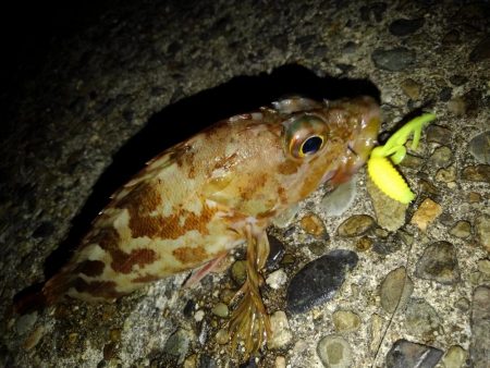 ロックフィッシュ