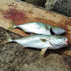 ぎりぎりハマチちゃん