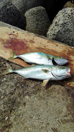 ぎりぎりハマチちゃん