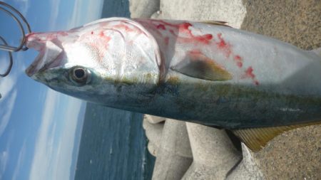 ハマチと呼ばせて！！