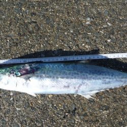 ドラゴンならず;;