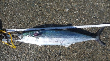 ドラゴンならず;;