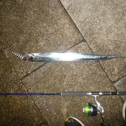 フォール中にサゴシ♪